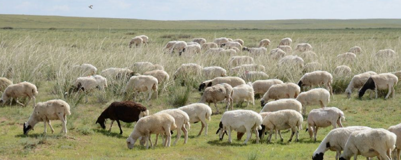 羊、牛、猪、马、牦牛等牲畜适合在青海的农村养殖吗