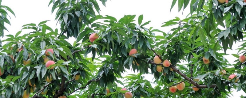 桃树是如何繁殖的，桃树种植有哪些技术与要点