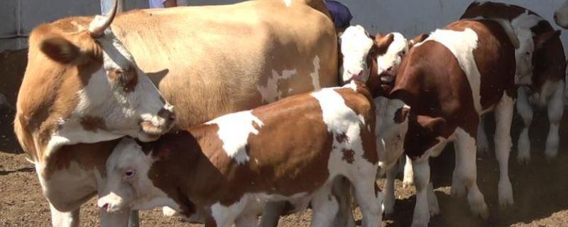 春季养牛寄生虫病的防治方法，具体怎样治疗