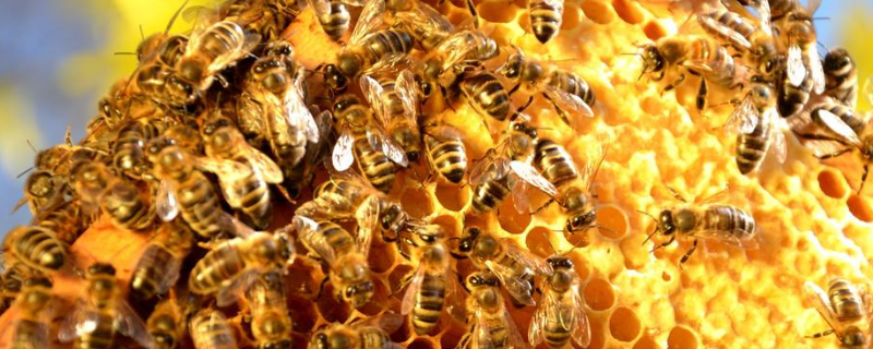 养蜂人越来越难的原因是什么，是哪些因素导致的
