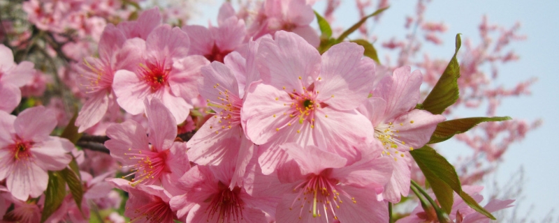 哪些樱花品种是新培育出来的，樱花适合在什么地方种植