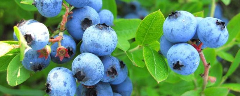 蓝莓栽培的条件有哪些条件要求，该怎么修剪