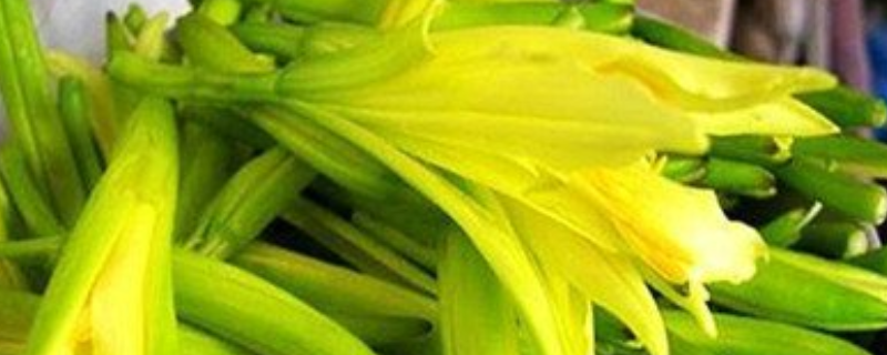 黄花又叫什么，有哪些常见品种
