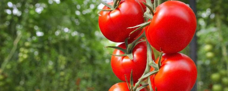 温室番茄在秋冬季该怎么管理，附技术要点