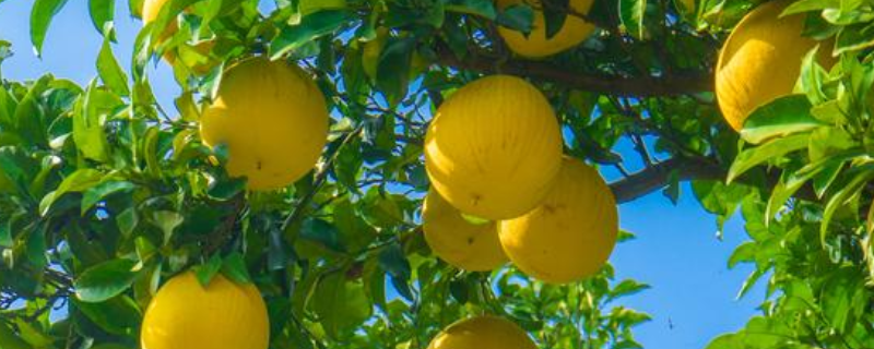哪里适合柚子树种植，有什么栽培技术吗