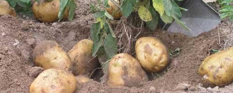 春季土豆有什么种植方法吗，这五点是关键
