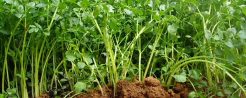 芹菜应该种在什么环境当中，附施肥技术要点