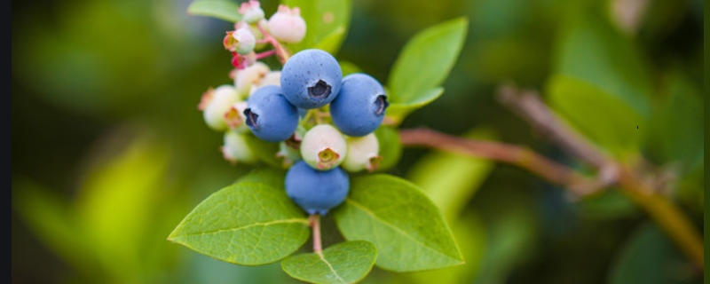 蓝莓容易患上的病虫害有哪些，应如何防治