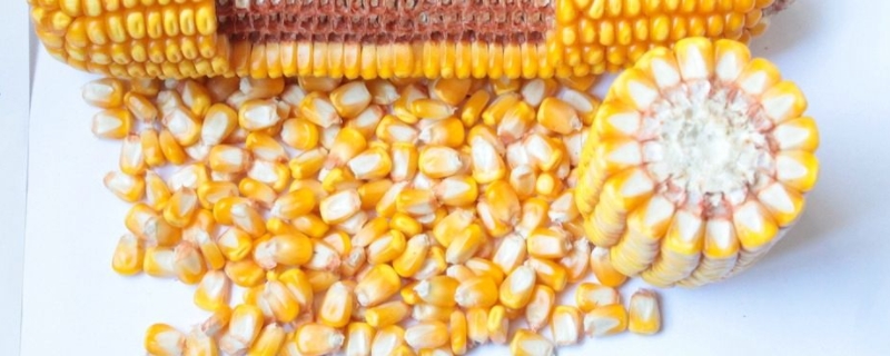 玉米种子应该如何挑选，最好在几月份播种