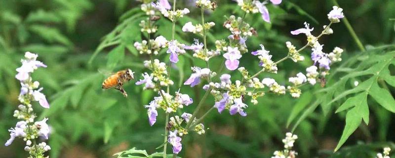 夏季养蜂的大蜜源为荆条花，附荆条花期蜜蜂育王技术