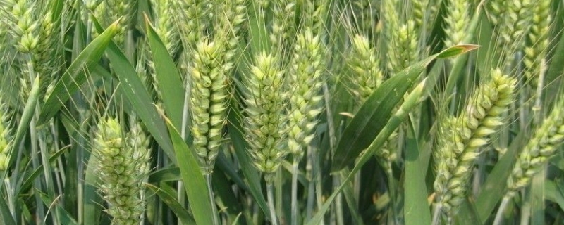 小麦最好在什么时候施肥，施肥时有哪些基本原则要遵循