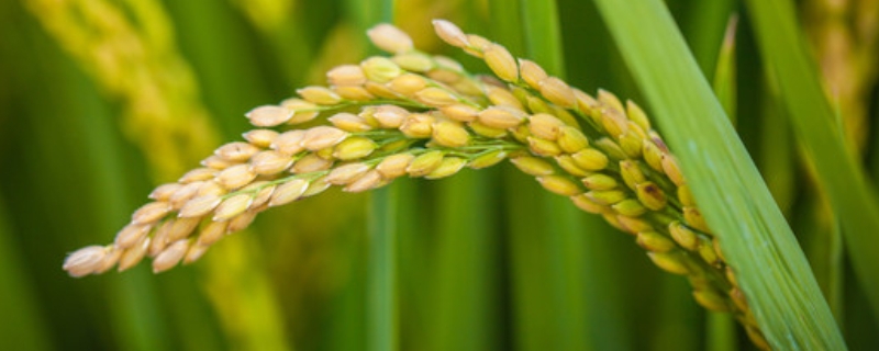 水稻如何施肥才能获得高产，附水稻施肥技术要点