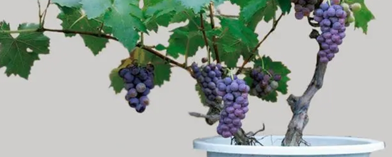 盆栽葡萄有哪些种植方法，冬季如何养护才能安全越冬