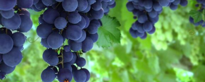 葡萄常见病害有哪些，怎样防治