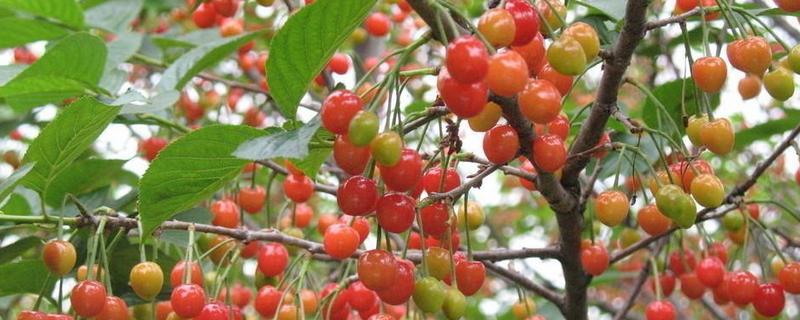 核桃、桃子、樱桃适合在黑龙江种植吗，附黑龙江的气候特点