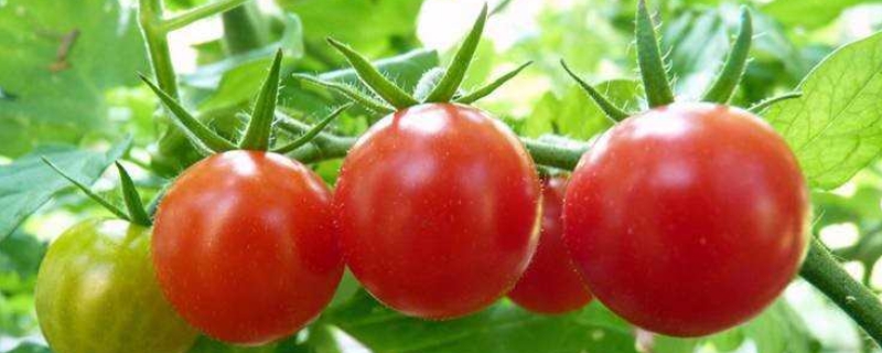 西红柿产自哪些地方，什么原因会造成西红柿只开花不结果