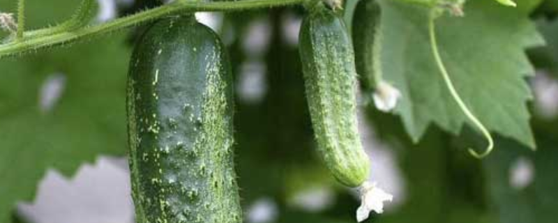 黄瓜温室该怎么栽培才能获得高产，有什么技术吗