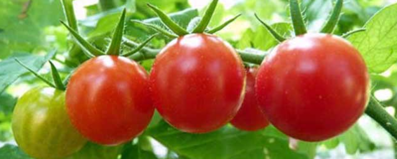 秋季番茄该怎么种植才能获得高产，有什么技术吗
