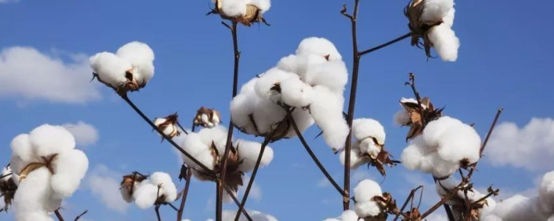 棉花、花生、荸荠成熟期是啥时候，几月收获