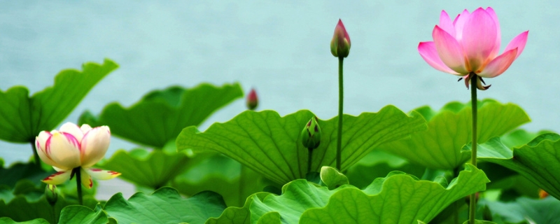辽宁地区能种植哪些能进化水质的水生植物，荷花、睡莲等植物均可种植