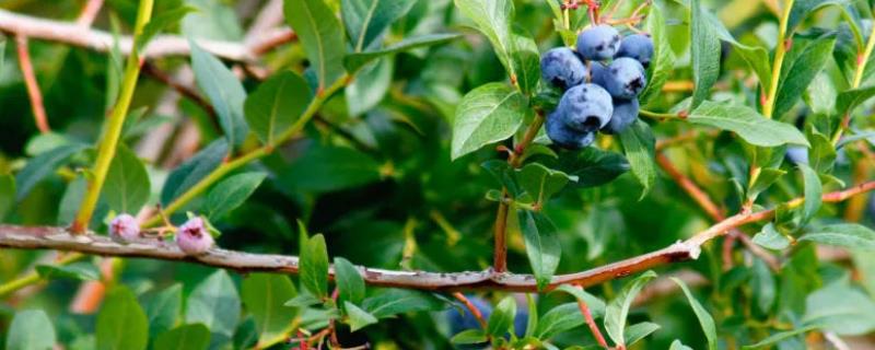 蓝莓亩产多少斤，成本是多少，附种植技术