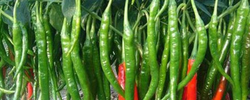 露天辣椒的种植时间，有什么种植方法吗