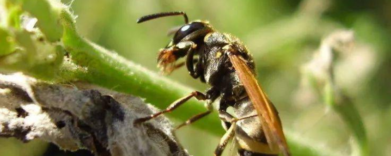 马蜂是如何繁殖的，马蜂群有哪些蜂种
