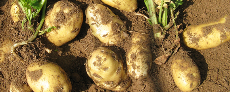 冬季怎么种植马铃薯，田间管理要点有哪些