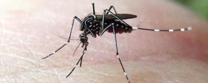 灭蚊用什么农药，被蚊子咬了怎么止痒