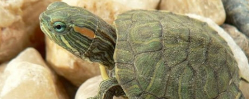 巴西龟与草龟有什么不同，快来看看吧