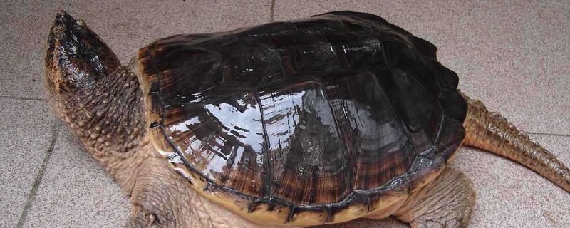 石龟和中华草龟有什么不同，附其详细介绍
