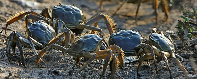 公河蟹有没有蟹黄，公的螃蟹好吃还是母的好吃