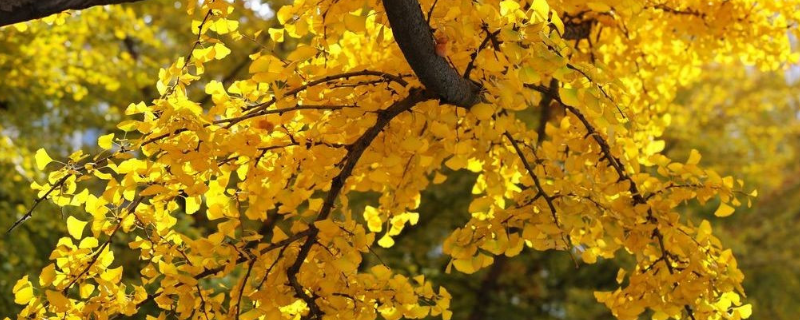 黄金条树是什么样子的，适合种植在什么样的生长环境