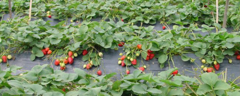 大棚草莓的种植时间，附种植方法