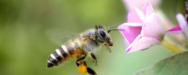 蜜蜂是如何过冬的，蜜蜂越冬的注意事项有哪些