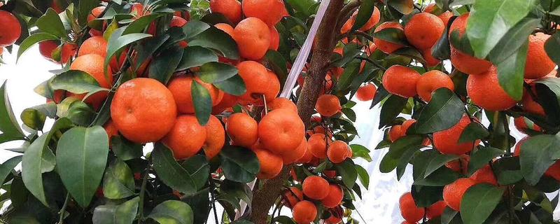 种植金秋砂糖橘可以吗，附种植技术要点