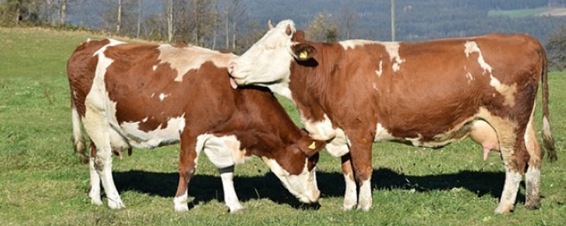 母牛生完牛犊多长时间才能配种，附母牛的配种时间