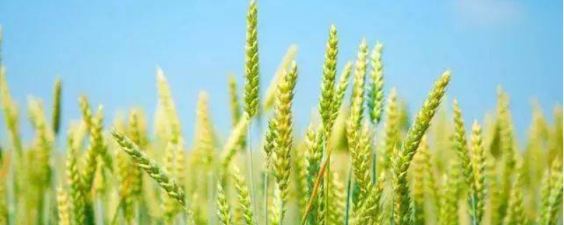 小麦通常什么时候种植，附播种方法