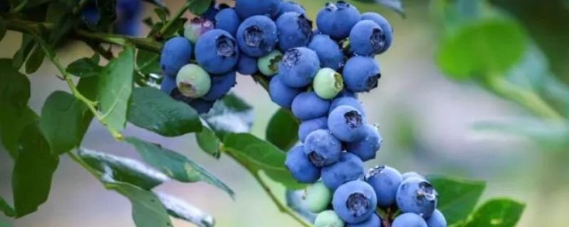 蓝莓苗的价格，附其种植方法要点