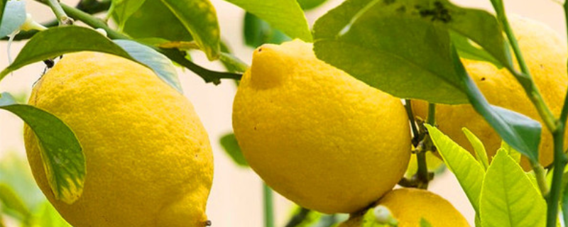 盆栽柠檬结果需要几年，盆栽柠檬该怎么养护