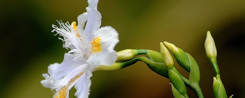 菖蒲花和鸢尾花有什么不同，关于它们的基本介绍