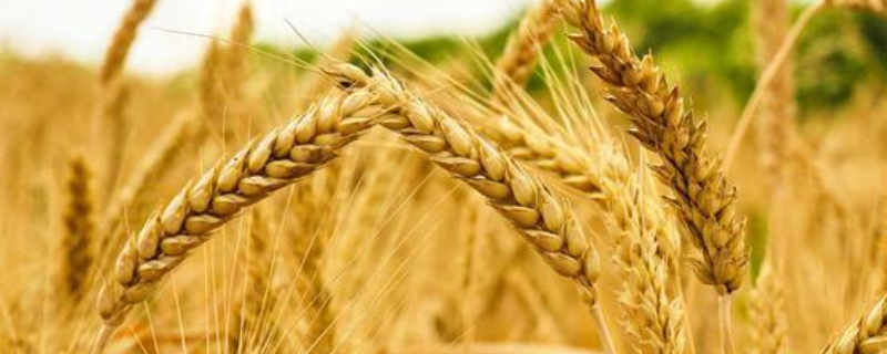 小麦发生药害怎么应对，怎样防治病虫害