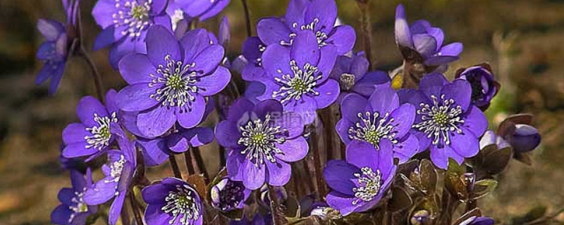 紫罗兰的开花时间，附种植方法