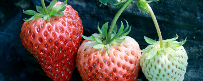 种植草莓高产方法，出现不结果现象怎么应对