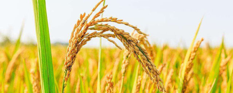 怎么应对水稻施肥过多，水稻一年最多几季