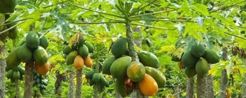 木瓜高产种植技术要点，这三点是关键