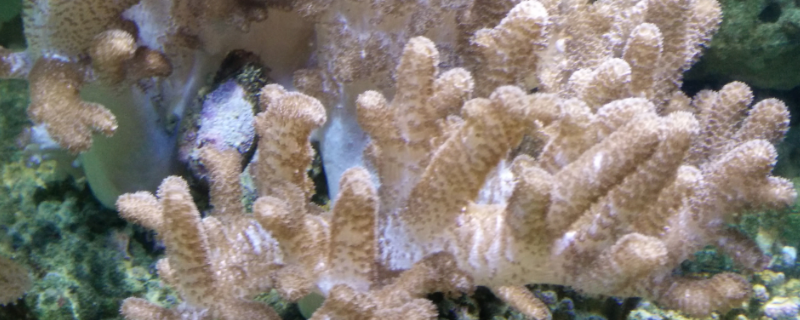 珊瑚棍的繁殖方法，附养护要点