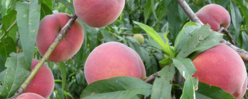 桃树产生药害怎么解决，附种植要点