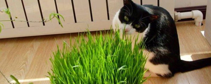 大麦和猫草有什么区别，猫草有什么价值
