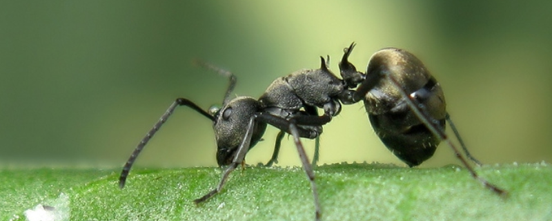 蚂蚁的繁殖方法，如何消灭蚂蚁窝